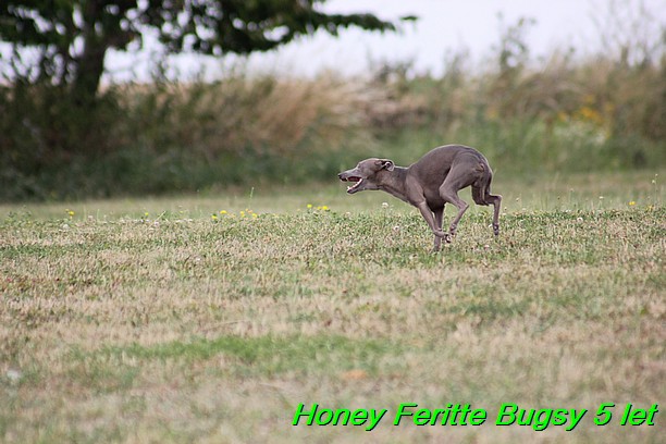 Honey Feritte Bugsy 25.7.2015 (40)