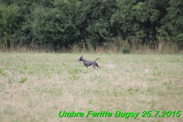 Umbra Feritte Bugsy 25.7.2015 (1)