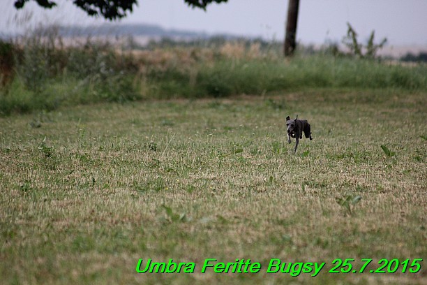 Umbra Feritte Bugsy 25.7.2015 (2)