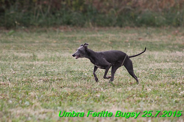 Umbra Feritte Bugsy 25.7.2015 (3)