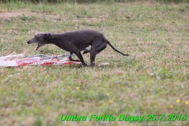 Umbra Feritte Bugsy 25.7.2015 (4)