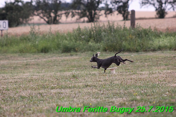 Umbra Feritte Bugsy 25.7.2015 (5)