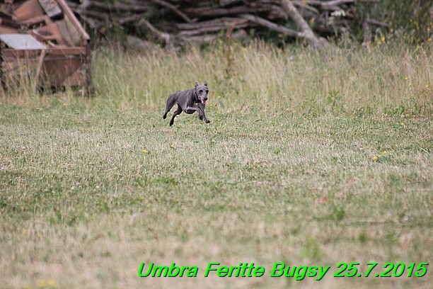 Umbra Feritte Bugsy 25.7.2015 (7)