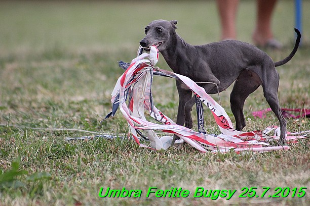 Umbra Feritte Bugsy 25.7.2015 (14)