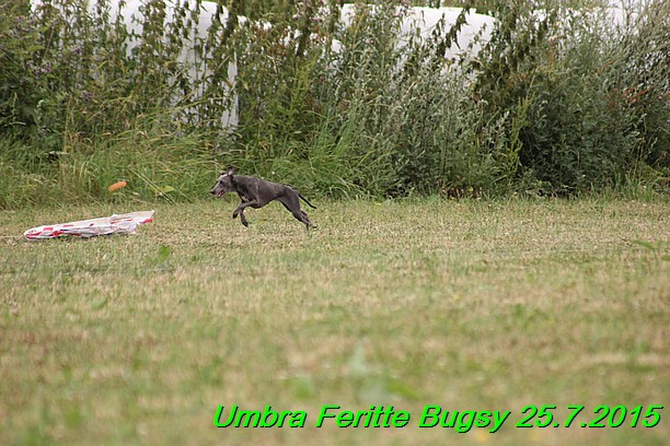 Umbra Feritte Bugsy 25.7.2015 (16)