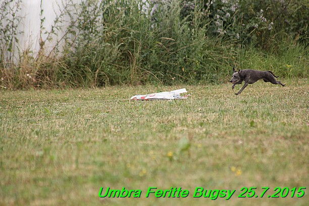 Umbra Feritte Bugsy 25.7.2015 (17)