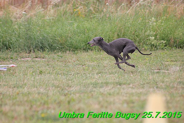 Umbra Feritte Bugsy 25.7.2015 (19)