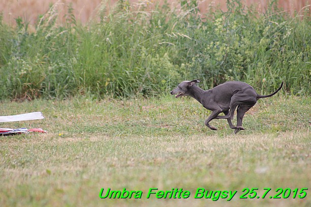 Umbra Feritte Bugsy 25.7.2015 (20)