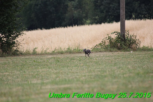 Umbra Feritte Bugsy 25.7.2015 (21)