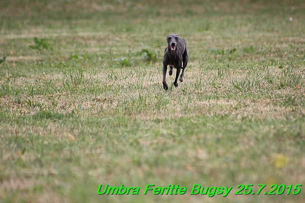 Umbra Feritte Bugsy 25.7.2015 (22)