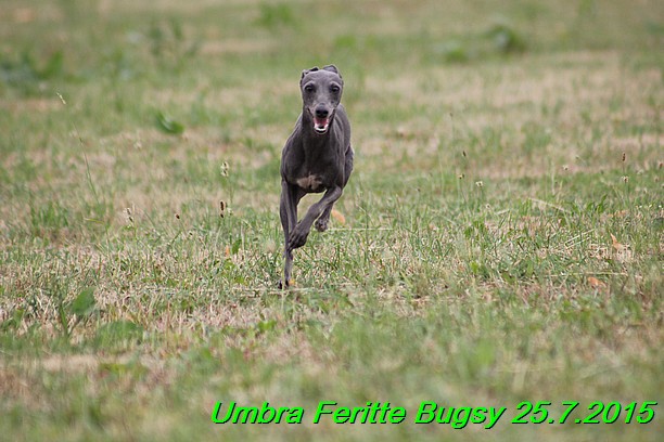 Umbra Feritte Bugsy 25.7.2015 (25)