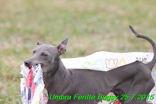 Umbra Feritte Bugsy 25.7.2015 (28)