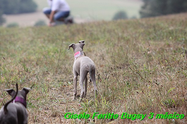 Gisele Feritte Bugsy 3 mesice (3)