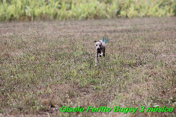 Gisele Feritte Bugsy 3 mesice (6)