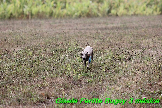 Gisele Feritte Bugsy 3 mesice (7)