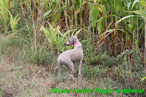 Gisele Feritte Bugsy 3 mesice (14)