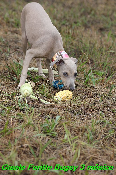 Gisele Feritte Bugsy 3 mesice (23)