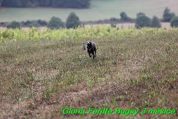 Gloria Feritte Bugsy 3 mesice (12)