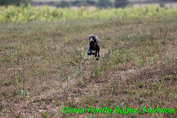 Gloria Feritte Bugsy 3 mesice (13)