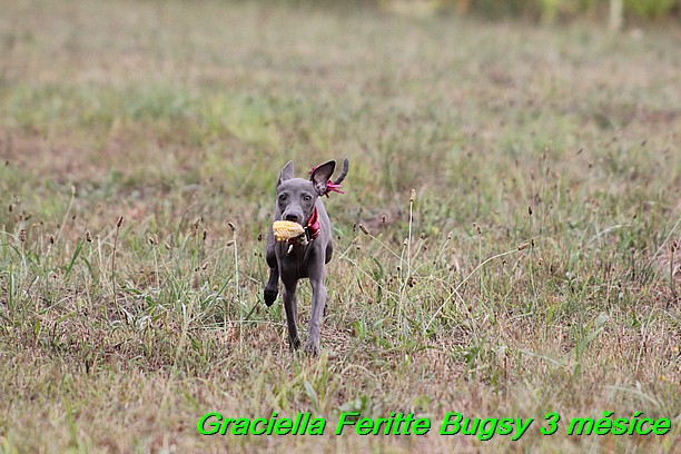 Graciella Feritte Bugsy 3 messice (72)