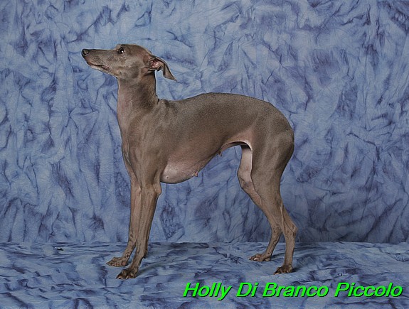 Holly Di Branco Piccolo 001 (1)