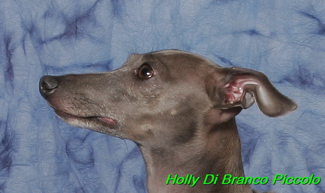 Holly Di Branco Piccolo 001 (2)