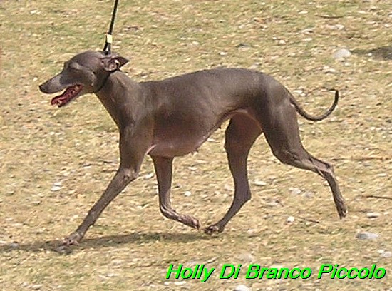 Holly Di Branco Piccolo 001 (20)