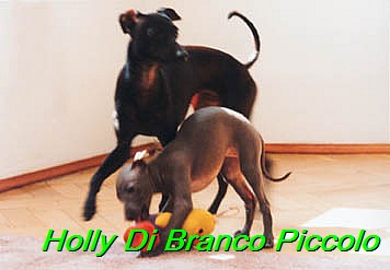 Holly Di Branco Piccolo 001 (23)