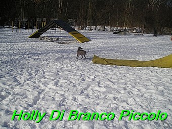 Holly Di Branco Piccolo 001 (24)