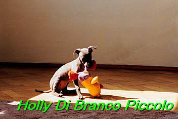 Holly Di Branco Piccolo 001 (31)