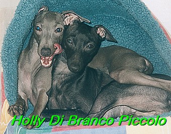 Holly Di Branco Piccolo 001 (32)