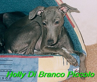 Holly Di Branco Piccolo 001 (33)