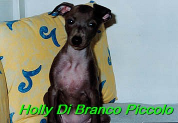 Holly Di Branco Piccolo 001 (34)