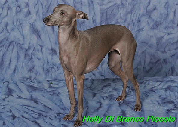 Holly Di Branco Piccolo 001 (46)