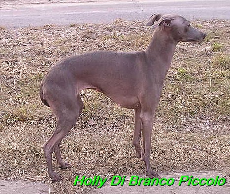 Holly Di Branco Piccolo 001 (49)
