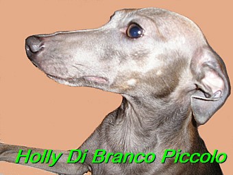 Holly Di Branco Piccolo 001 (56)