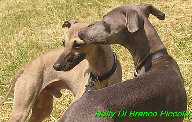 Holly Di Branco Piccolo 001 (57)