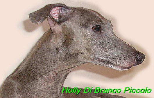 Holly Di Branco Piccolo 001 (62)