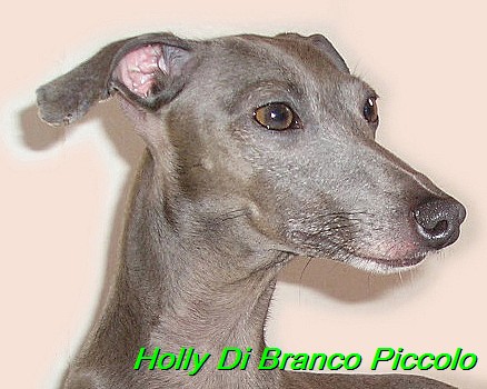Holly Di Branco Piccolo 001 (64)
