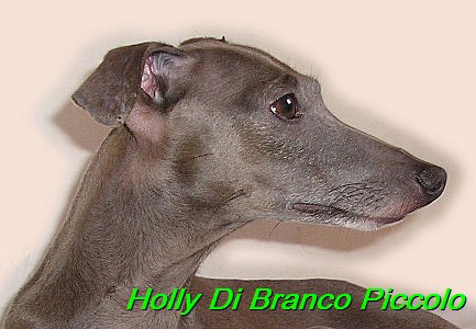 Holly Di Branco Piccolo 001 (67)