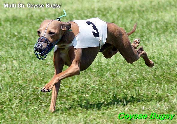 Ceysse Bugsy (6)