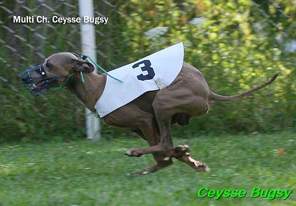 Ceysse Bugsy (7)