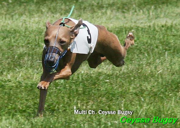 Ceysse Bugsy (9)