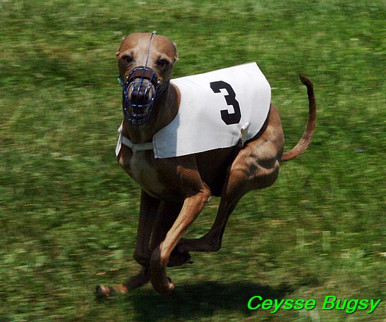 Ceysse Bugsy (36)