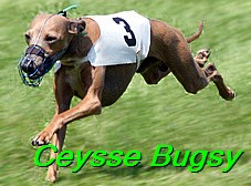 Ceysse Bugsy (37)