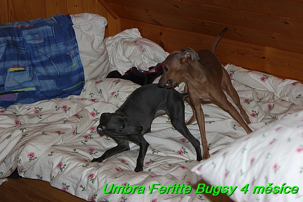 Umbra Feritte Bugsy 4 mesice (14)