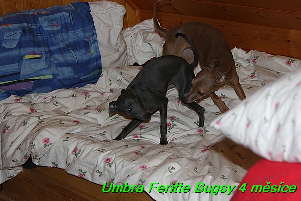 Umbra Feritte Bugsy 4 mesice (15)