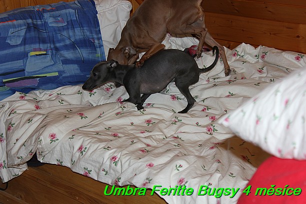 Umbra Feritte Bugsy 4 mesice (16)