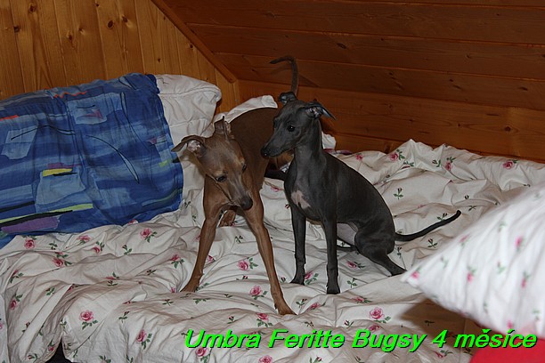 Umbra Feritte Bugsy 4 mesice (20)