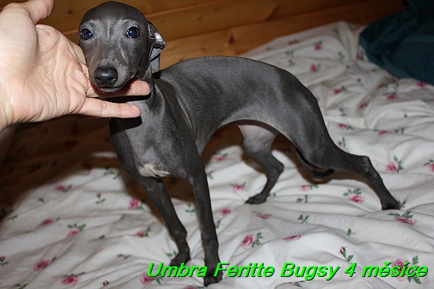 Umbra Feritte Bugsy 4 mesice (25)